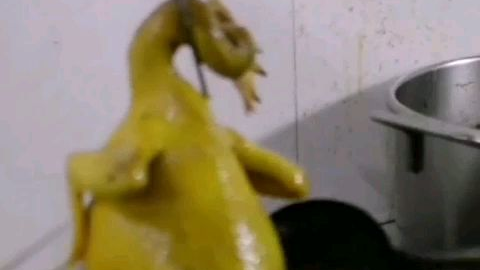 广东白切鸡,一般选用清远鸡或者三黄鸡,要求鸡身不能太瘦小,需要稍微肥身丰满一点儿